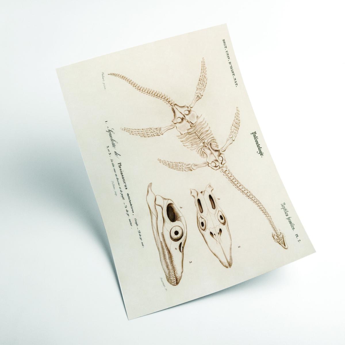 Gold Plesiosaurus Extra Large Stanley Print House – image 2
