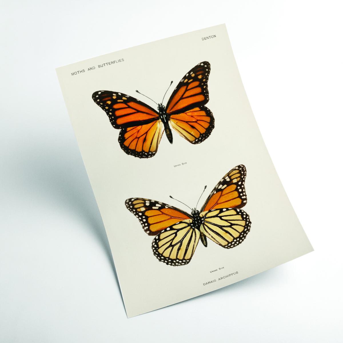 Monarch Butterfly Vintage A2 420 X 594Mm Stanley Print House – image 2