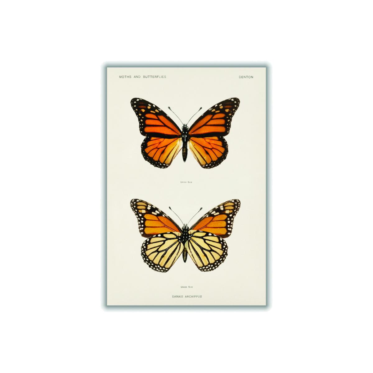 Monarch Butterfly Vintage A2 420 X 594Mm Stanley Print House – image 1