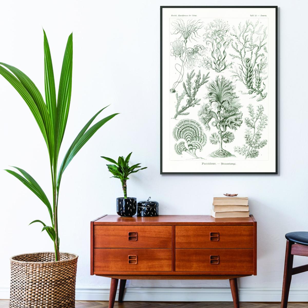 Grey Fucoideae-Brauntange By Ernst Haeckel A1 594 X 841Mm Stanley Print House – image 3