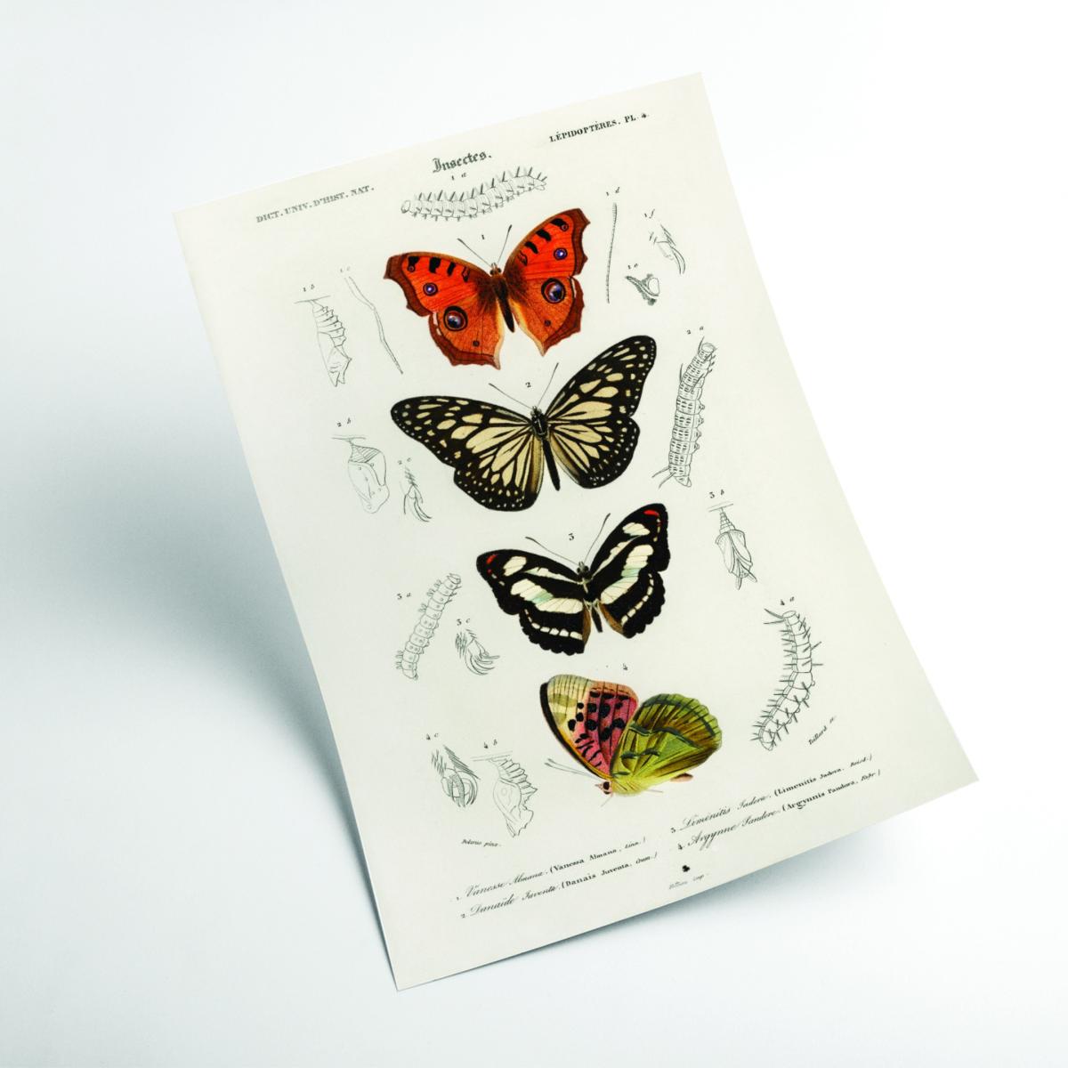 Collection Of Butterflies Print Large Stanley Print House – image 2