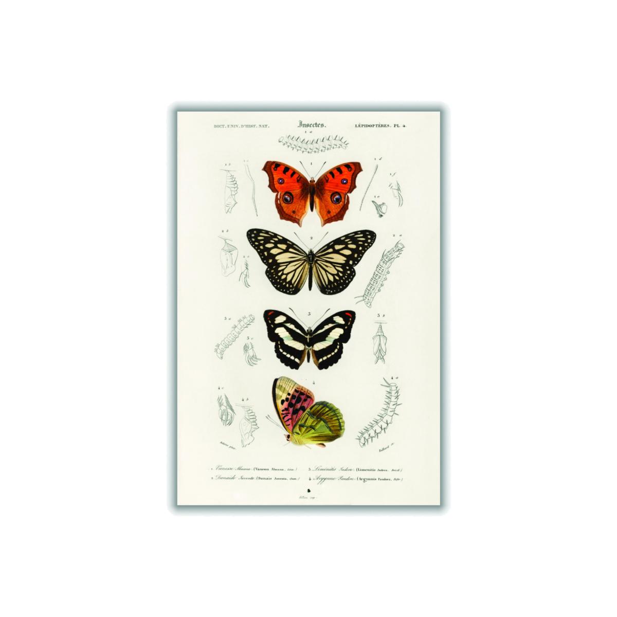 Collection Of Butterflies Print Large Stanley Print House – image 1