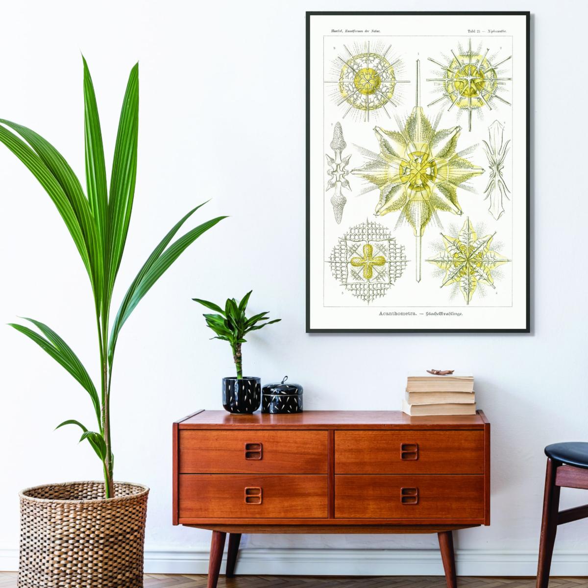 Yellow / Orange Acanthometra-Stachelstrahlinge By Ernst Haeckel A4 210 X 297Mm Stanley Print House – image 3