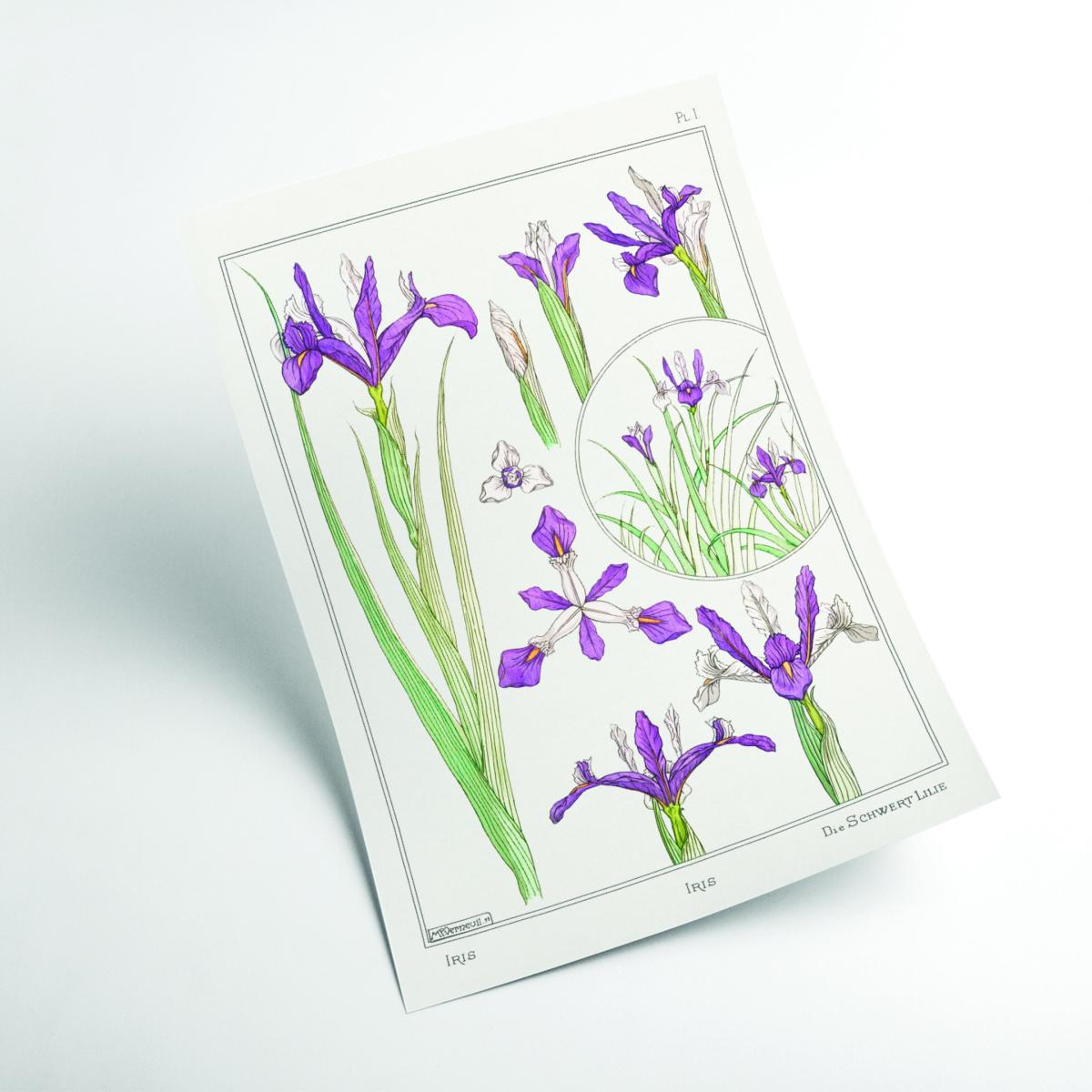 Iris Print By Maurice Pillard Verneuil A4 210 X 297Mm Stanley Print House – image 2
