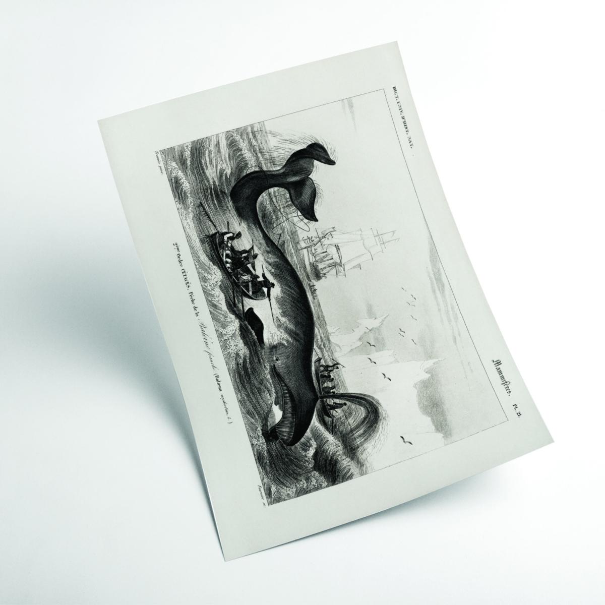 Black Bowhead Whale Xxs Stanley Print House – image 2