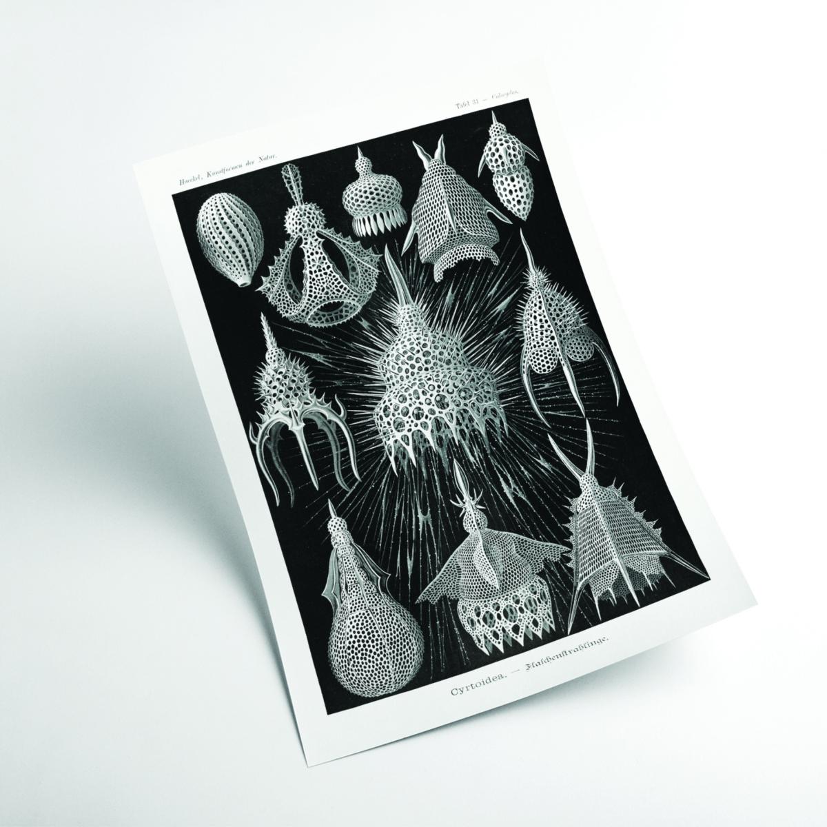 Grey Crytoidea-Flaschenstrahlinge By Ernst Haeckel A4 210 X 297Mm Stanley Print House – image 2