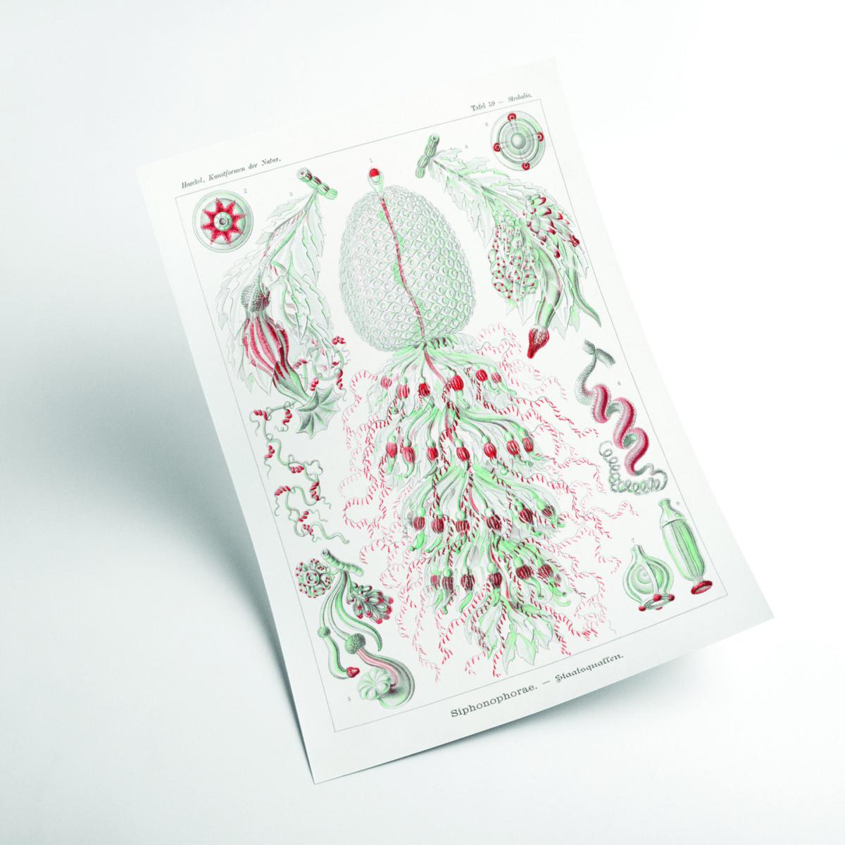 Red Siphonophorae-Staatsquallen Iiii By Ernst Haeckel A3 297 X 420Mm Stanley Print House – image 2