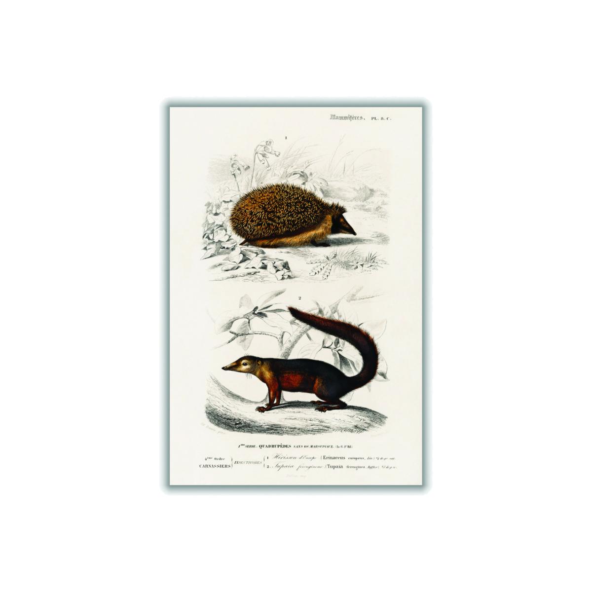 Brown European Hedgehog And Common Treeshrew Print A2 420 X 594Mm Stanley Print House – image 1