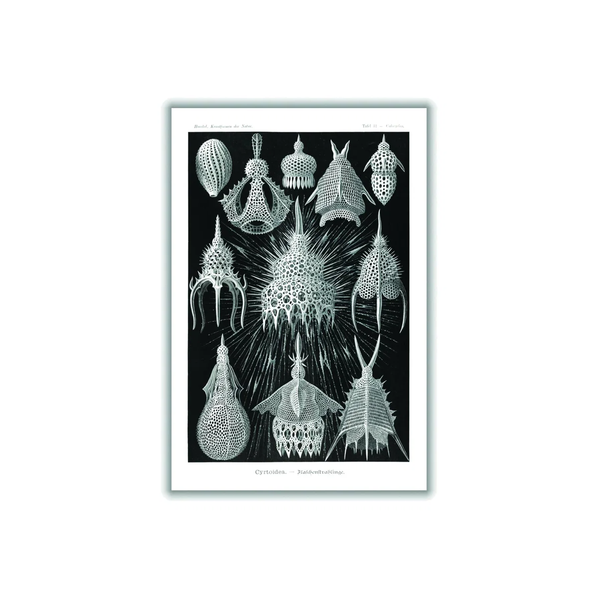 Grey Crytoidea-Flaschenstrahlinge By Ernst Haeckel A2 420 X 594Mm Stanley Print House – image 1