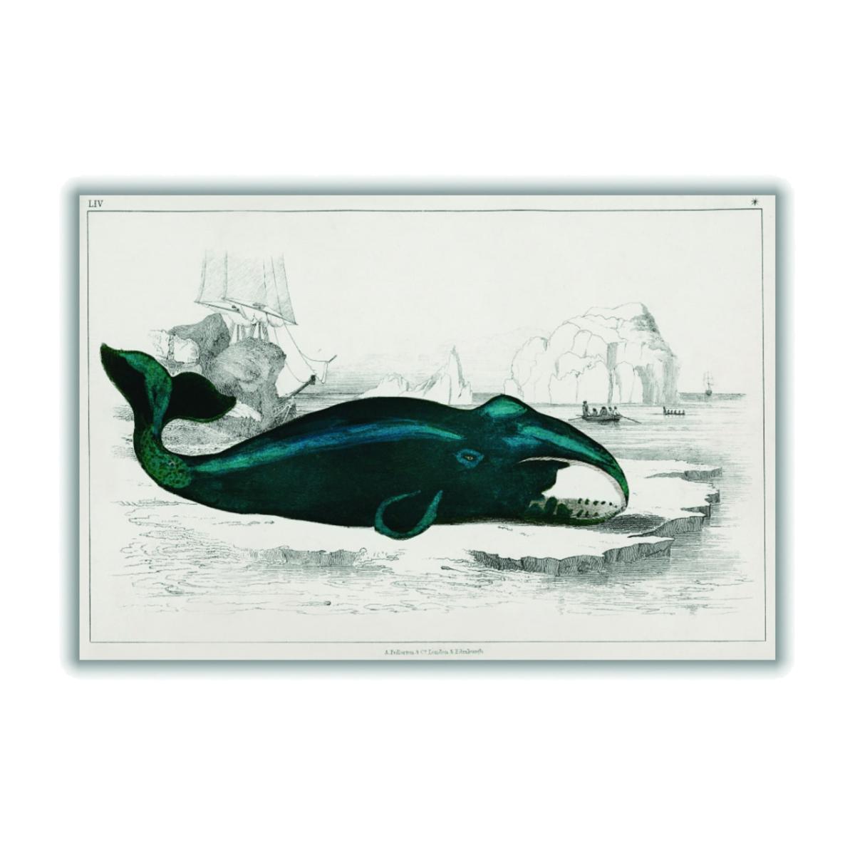 Blue Whale Illustration Medium Stanley Print House – image 1