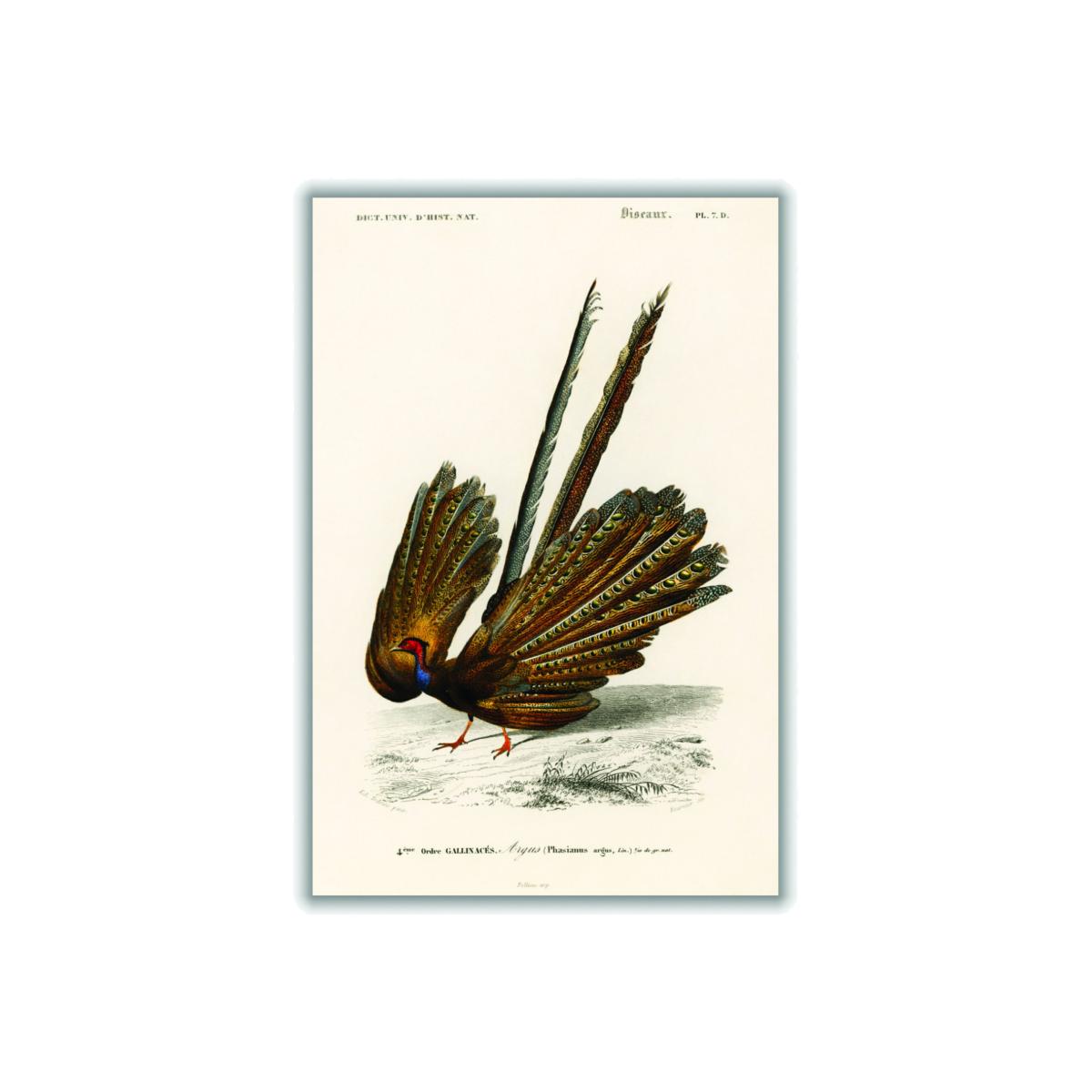 Brown Great Argus Print A2 420 X 594Mm Stanley Print House – image 1