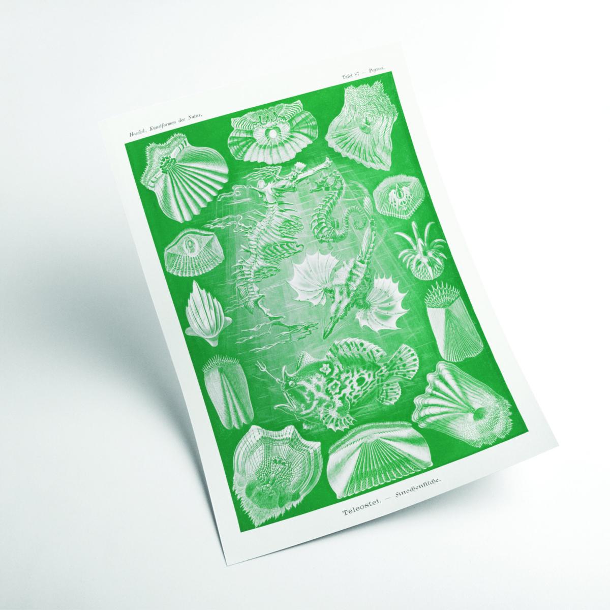 Green Teleostei-Knochenfische By Ernst Haeckel A1 594 X 841Mm Stanley Print House – image 2
