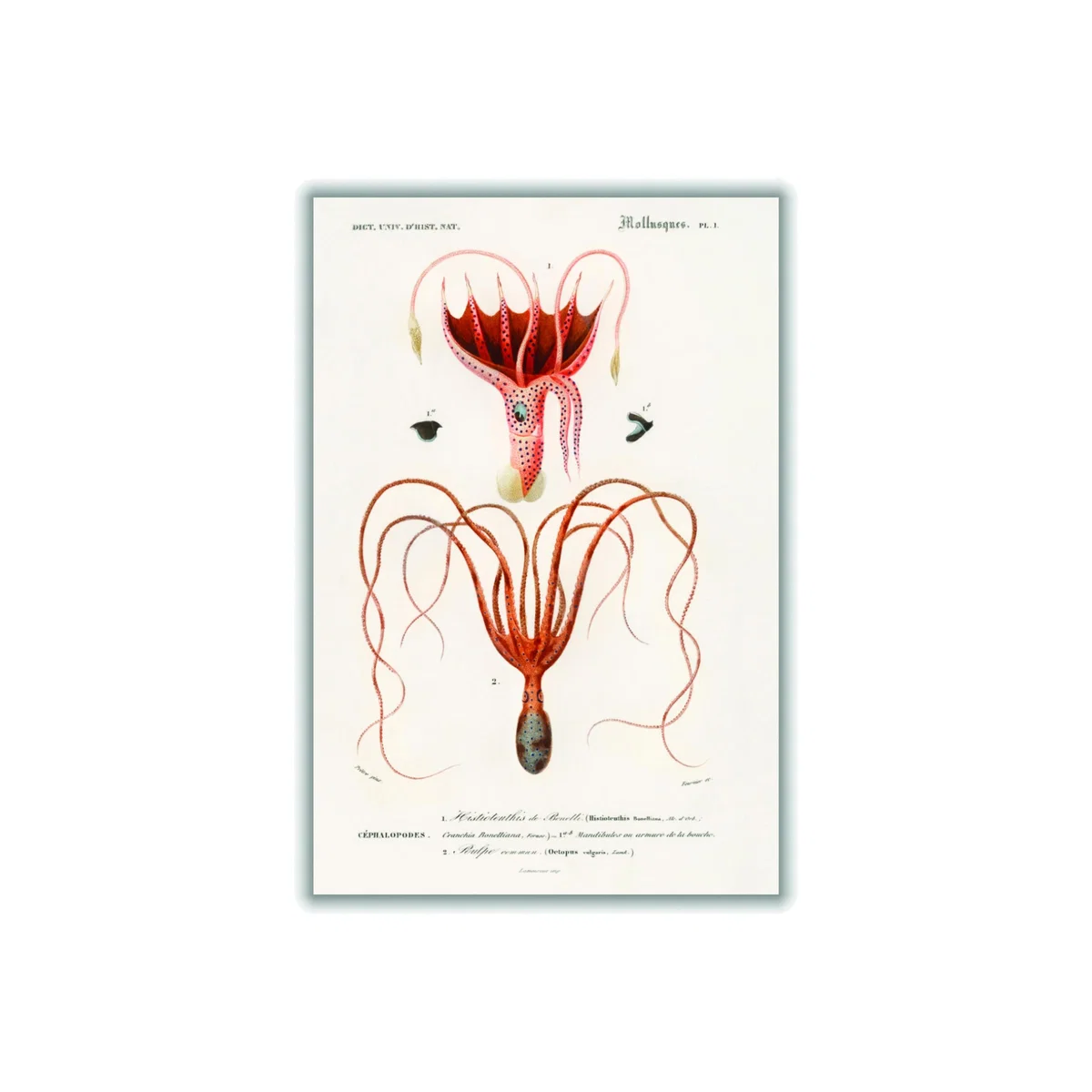 Yellow / Orange Squid And Octopus A1 594 X 841Mm Stanley Print House – image 1