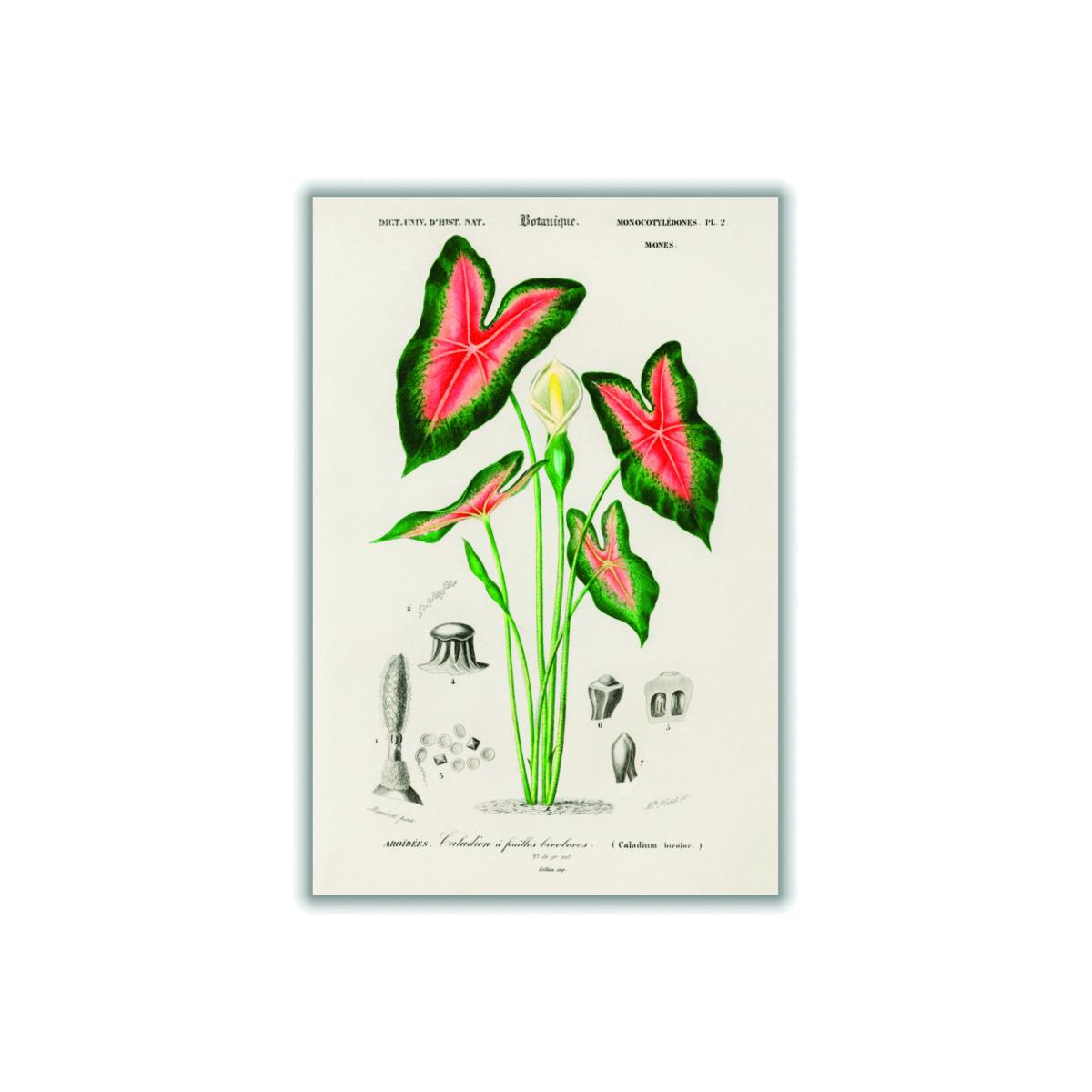 Elephant Ear Print A1 594 X 841Mm Stanley Print House – image 1