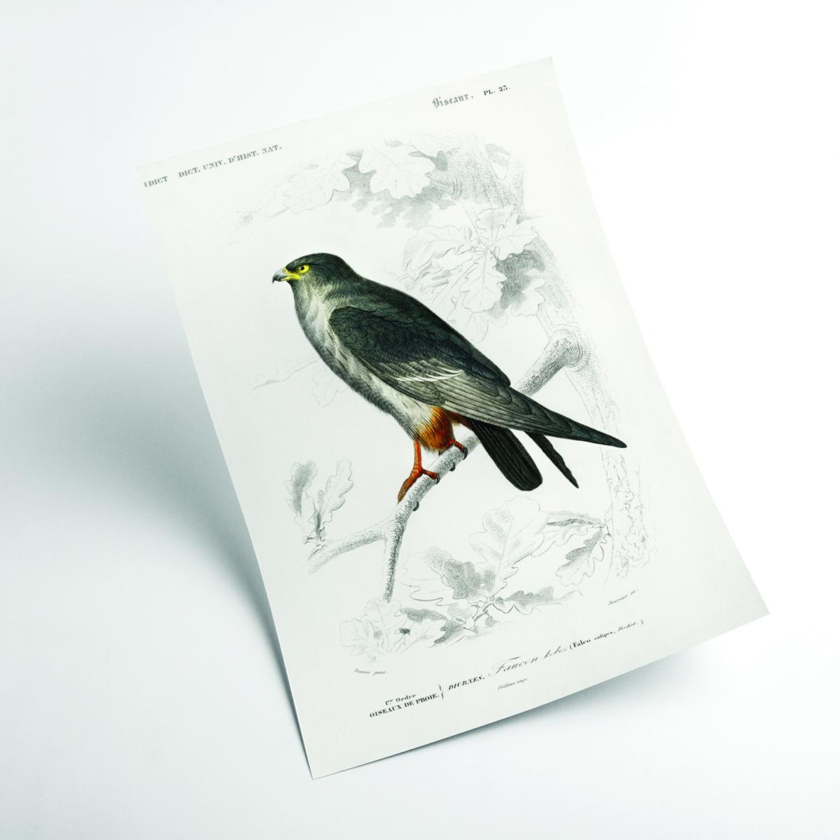 Grey Red-Footed Falcon Large Stanley Print House – image 2