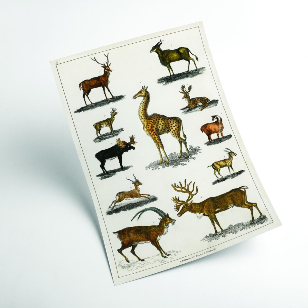 Brown Collection Of Animal With Antlers Print A3 297 X 420Mm Stanley Print House – image 2