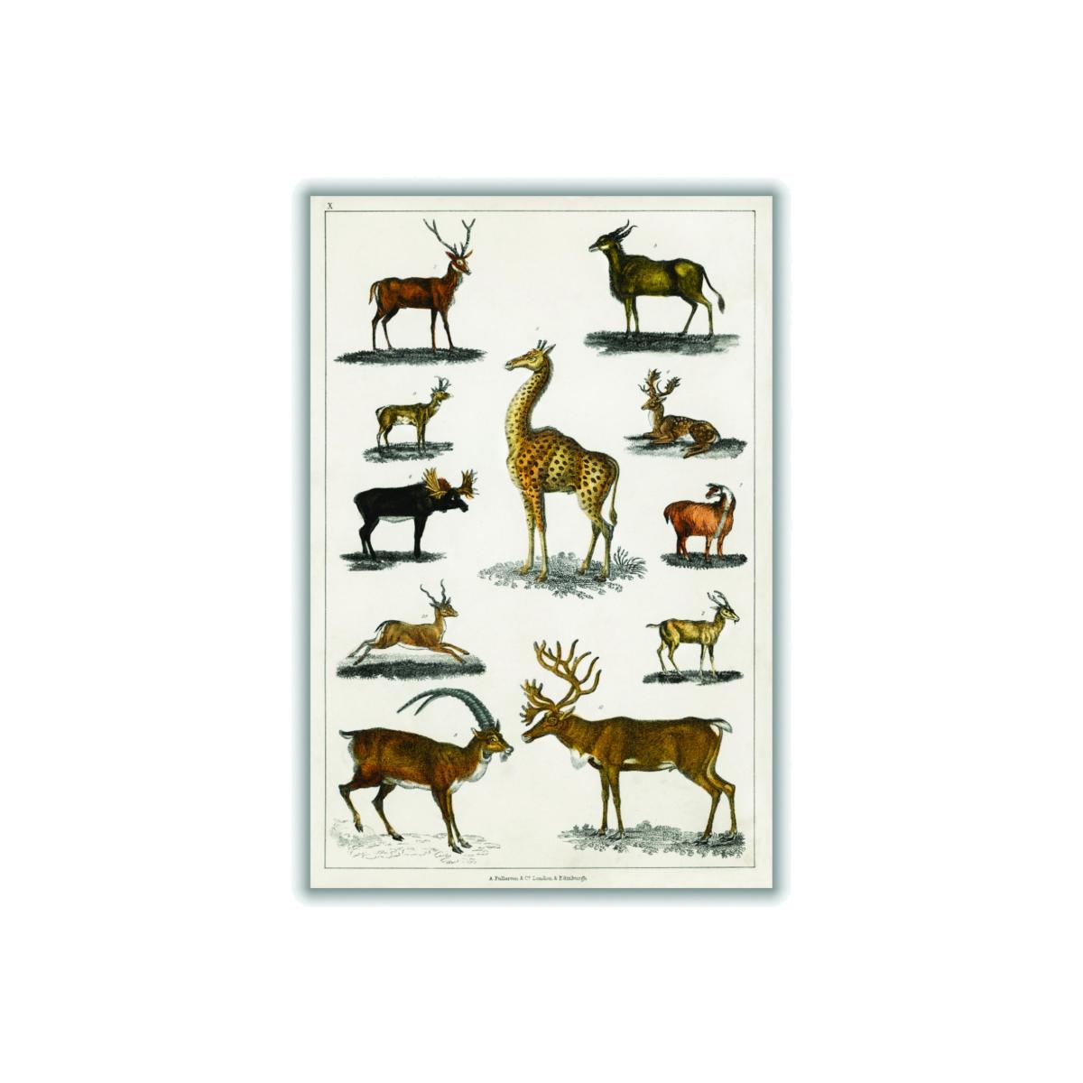 Brown Collection Of Animal With Antlers Print A3 297 X 420Mm Stanley Print House – image 1