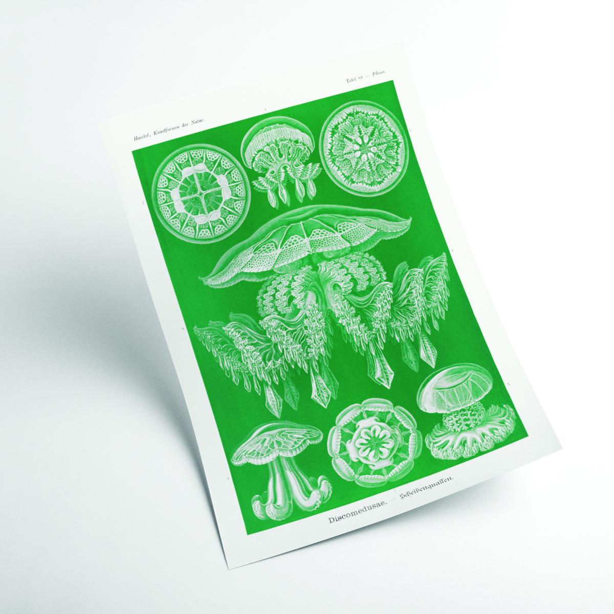 Green Discomedusae-Scheibenquallen I By Ernst Haeckel A3 297 X 420Mm Stanley Print House – image 2