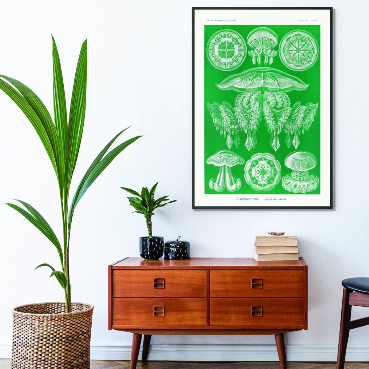 Green Discomedusae-Scheibenquallen I By Ernst Haeckel A3 297 X 420Mm Stanley Print House – image 3