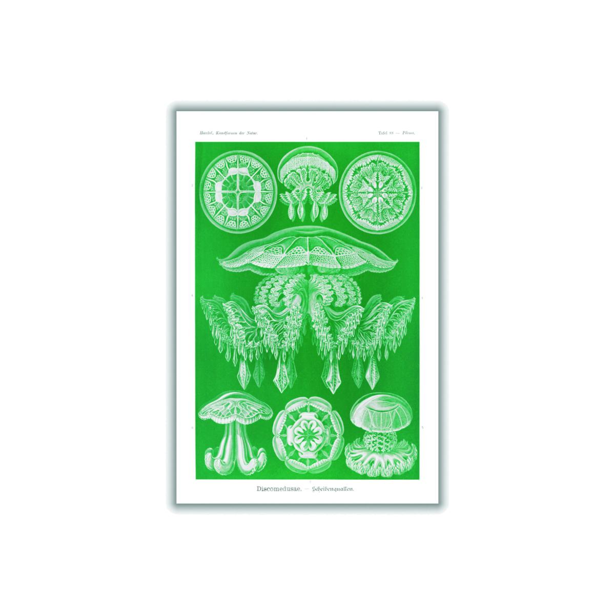Green Discomedusae-Scheibenquallen I By Ernst Haeckel A3 297 X 420Mm Stanley Print House – image 1