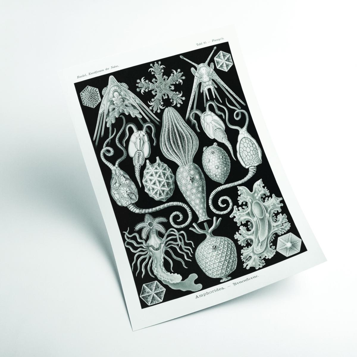 Grey Amphoridea-Urnensterne By Ernst Haeckel A4 210 X 297Mm Stanley Print House – image 2
