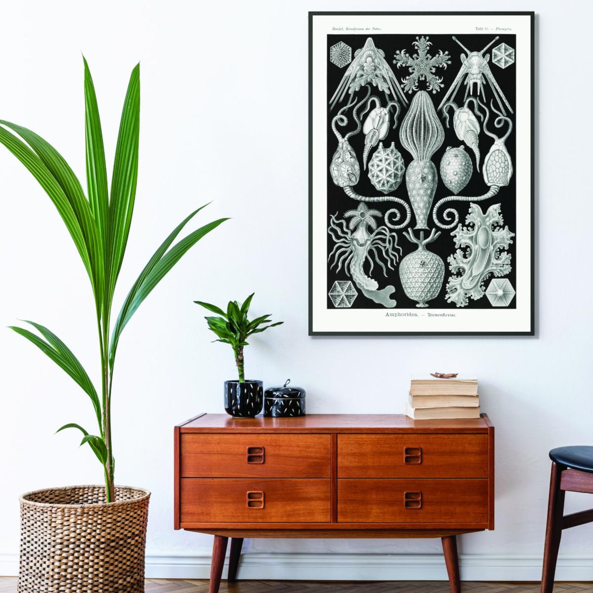 Grey Amphoridea-Urnensterne By Ernst Haeckel A4 210 X 297Mm Stanley Print House – image 3