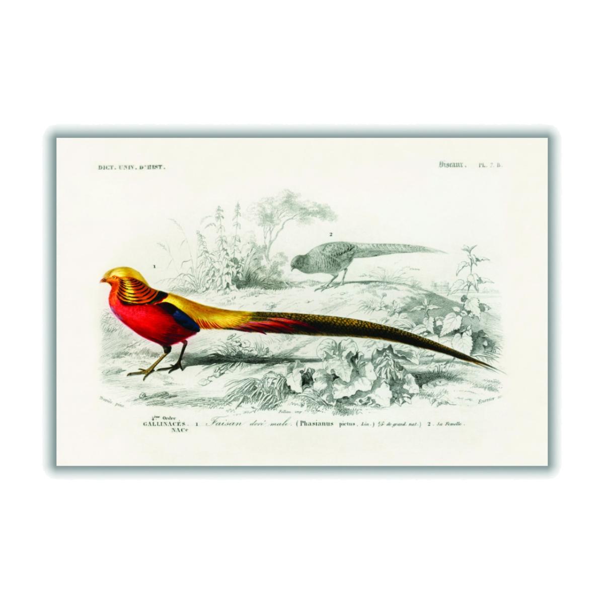 Yellow / Orange Male Golden Pheasant A2 420 X 594Mm Stanley Print House – image 1