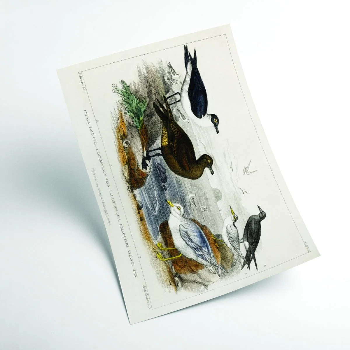 Various Seagulls Extra Small Stanley Print House – image 2