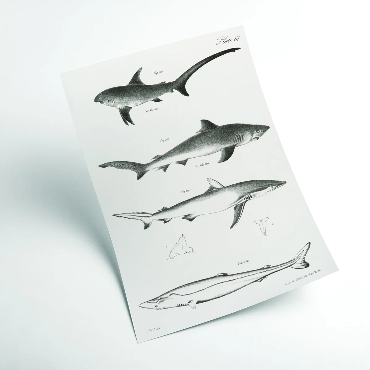 Grey Various Sharks Large Stanley Print House – image 2