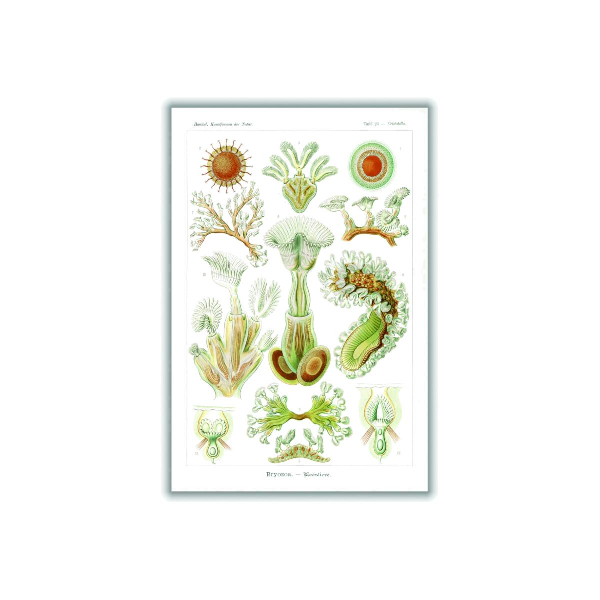 Bryozoa-Moostiere By Ernst Haeckel Extra Large Stanley Print House – image 1