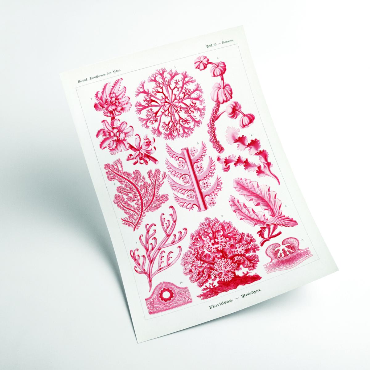 Red Florideae-Rotalgen By Ernst Haeckel A4 210 X 297Mm Stanley Print House – image 2