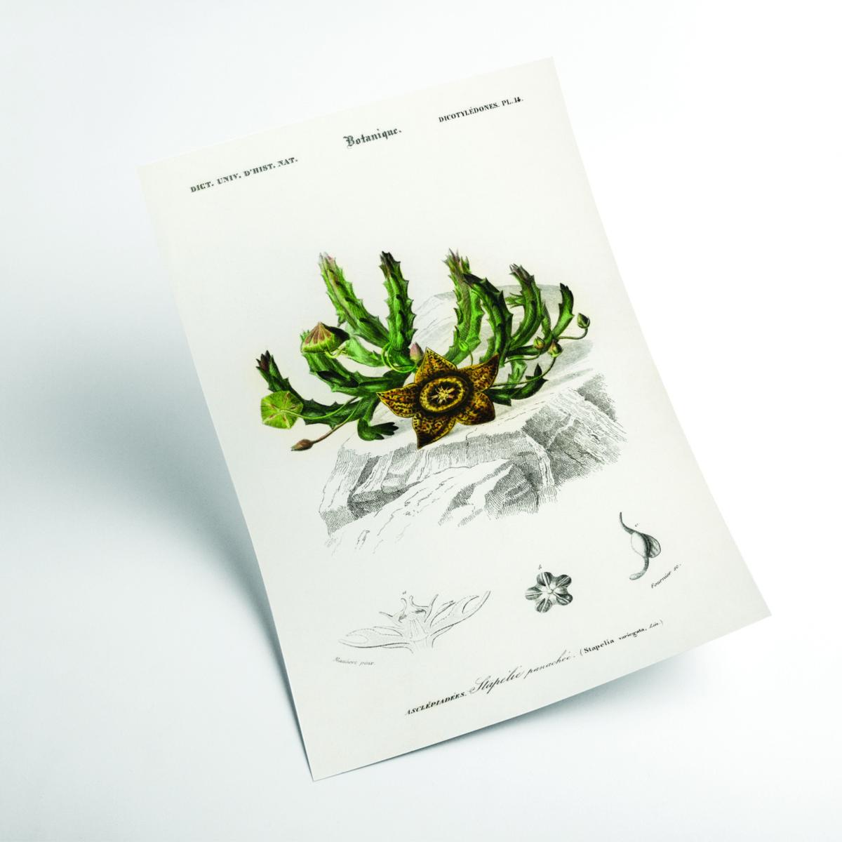 Green Carrion Flower Print A2 420 X 594Mm Stanley Print House – image 2
