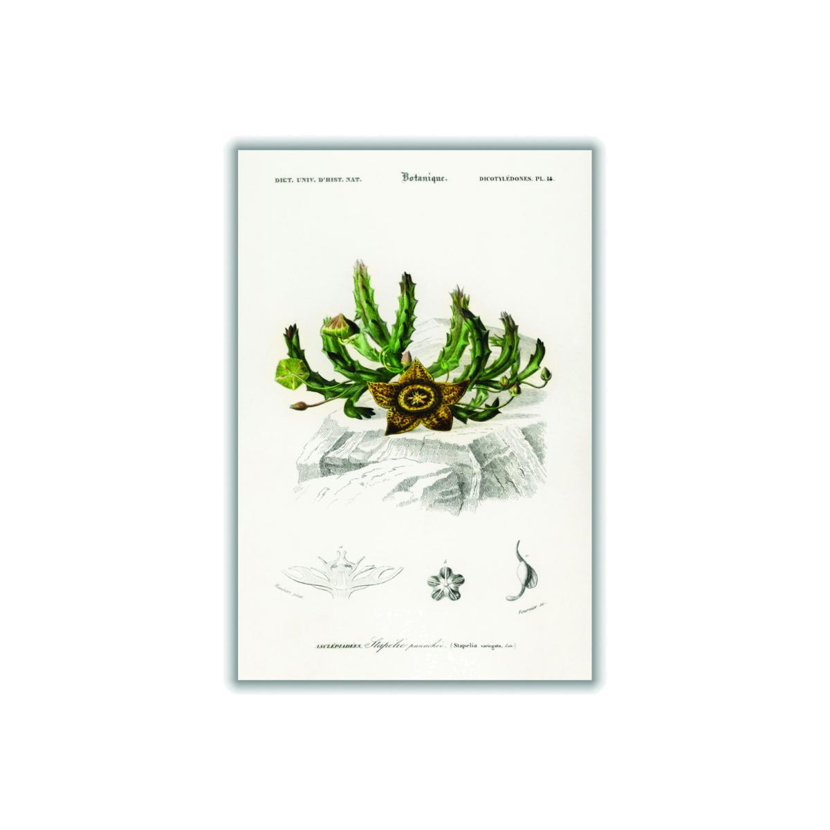 Green Carrion Flower Print A2 420 X 594Mm Stanley Print House – image 1
