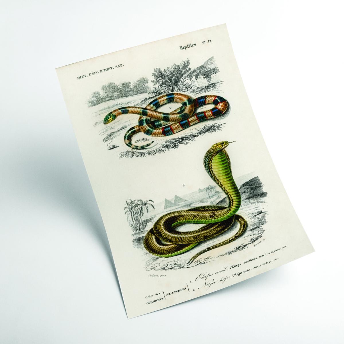 Green Coral Snake And Egyptian Cobra Extra Small Stanley Print House – image 2