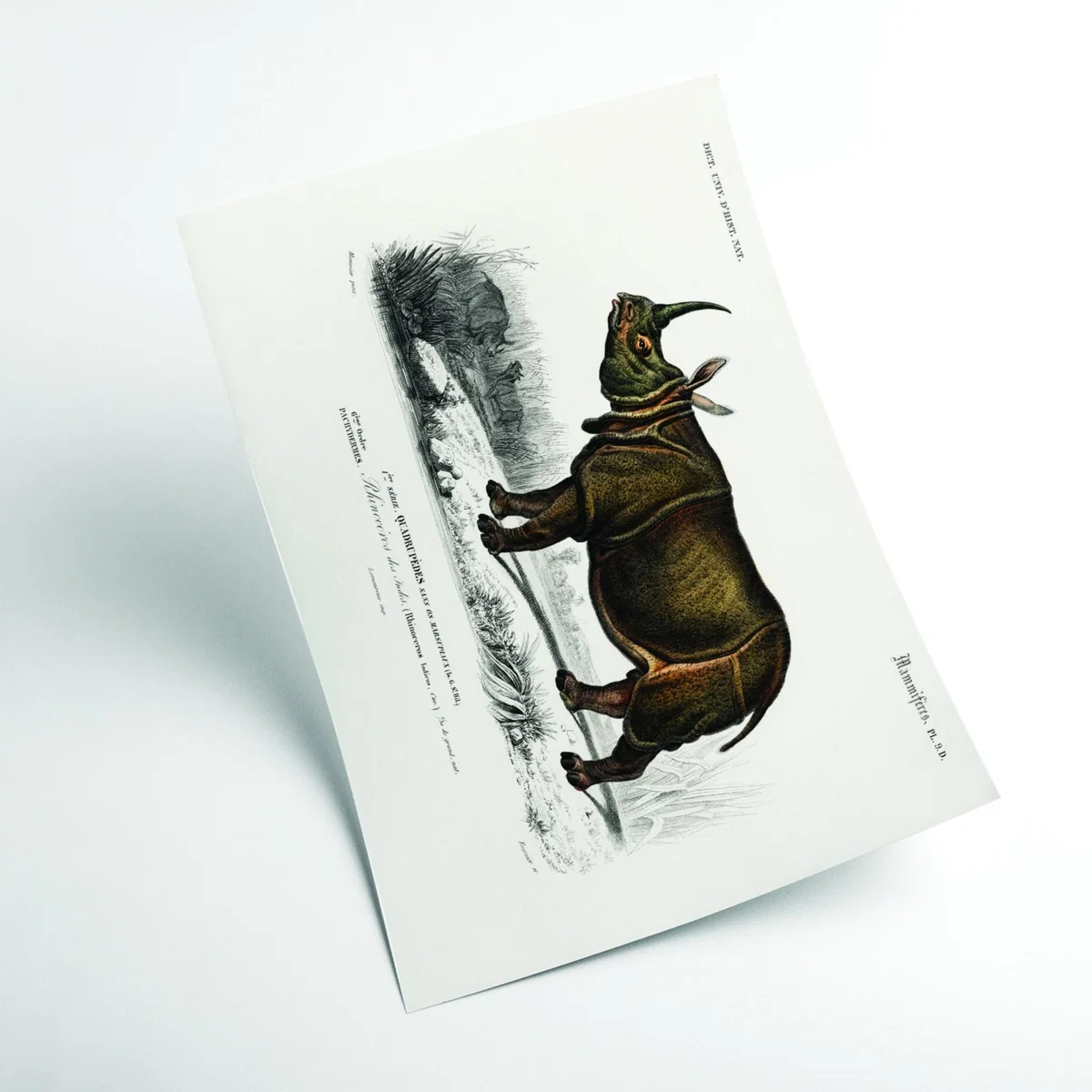 Brown Indian Rhinoceros A1 594 X 841Mm Stanley Print House – image 2
