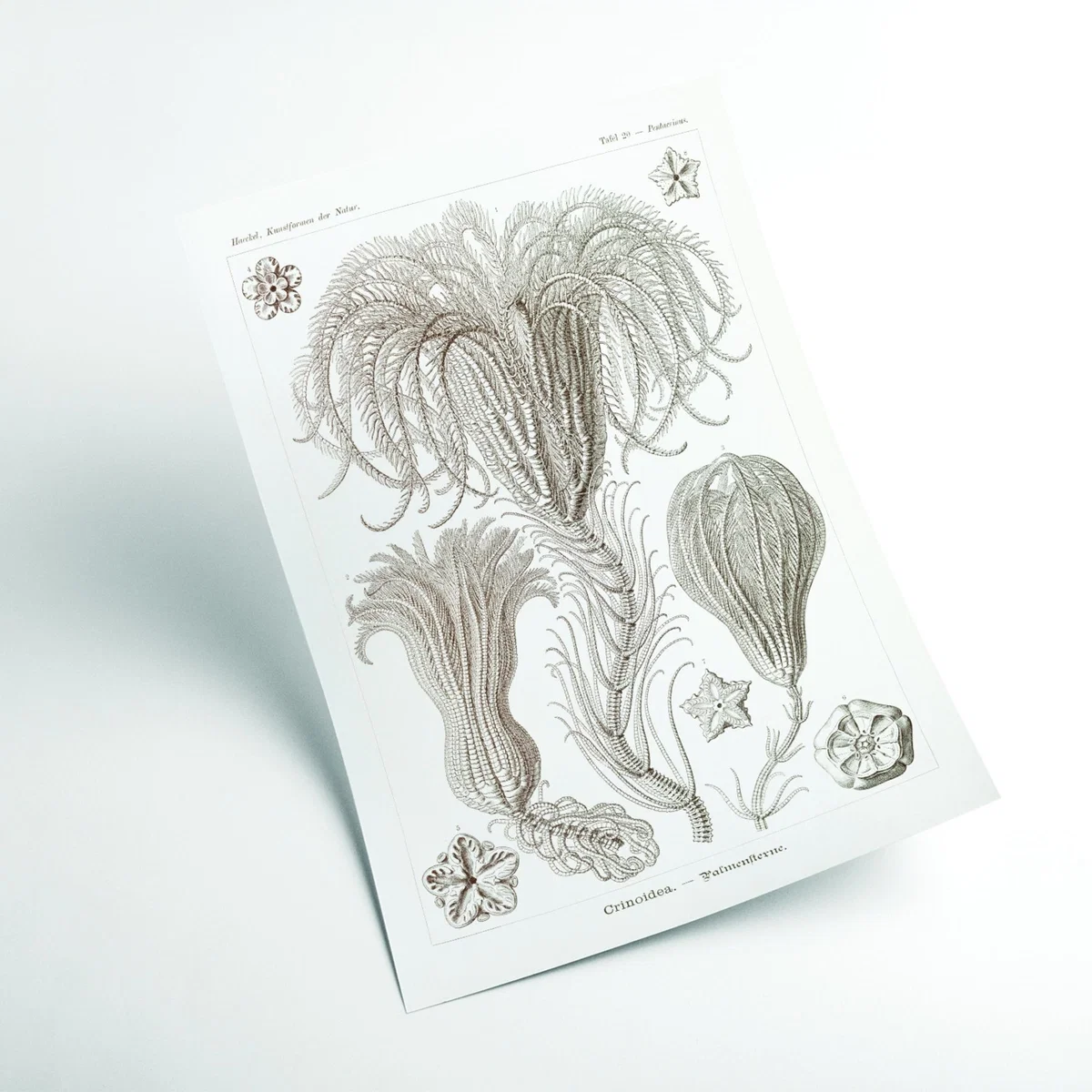 Neutrals Crinoidea-Palmensterne By Ernst Haeckel A1 594 X 841Mm Stanley Print House – image 2