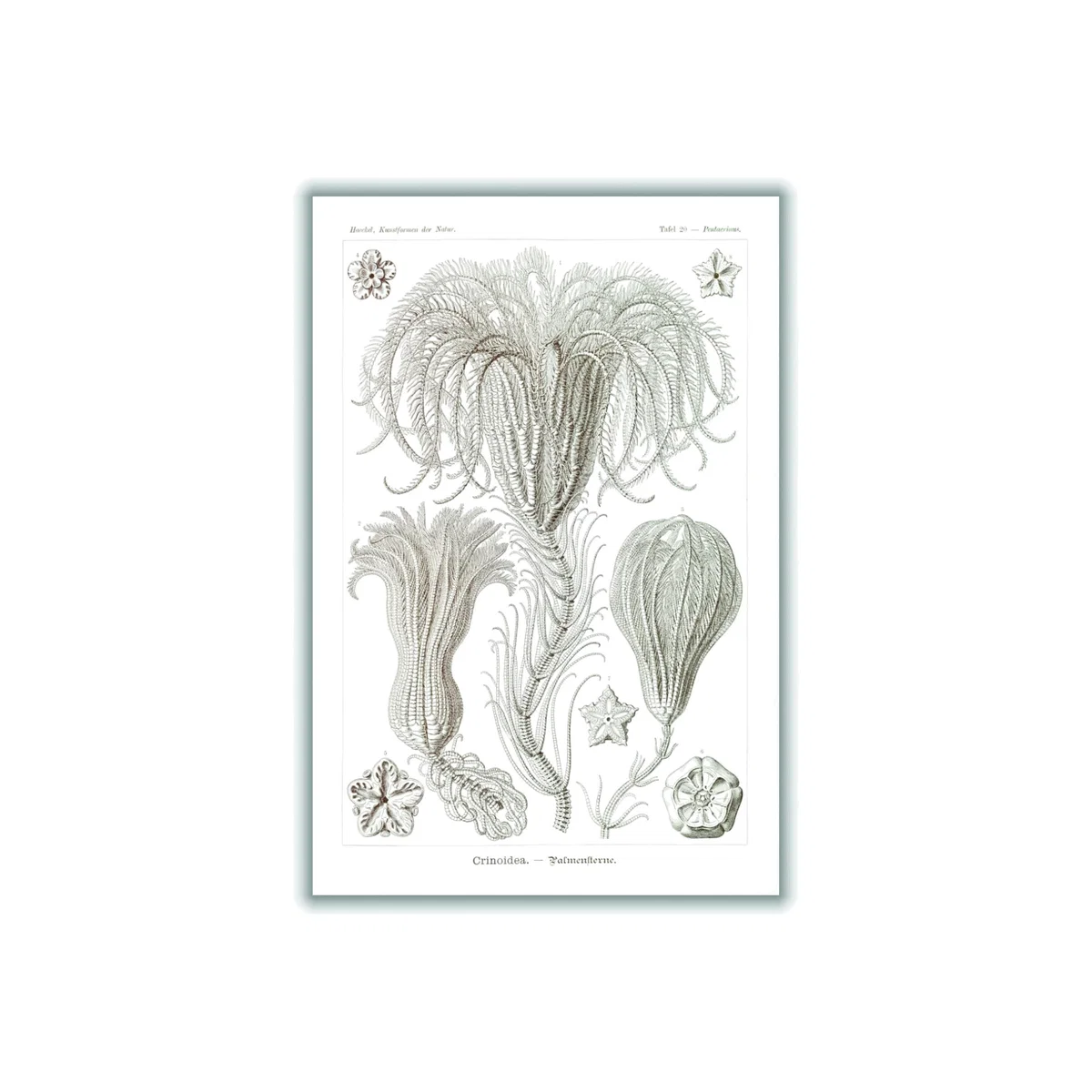 Neutrals Crinoidea-Palmensterne By Ernst Haeckel A1 594 X 841Mm Stanley Print House – image 1