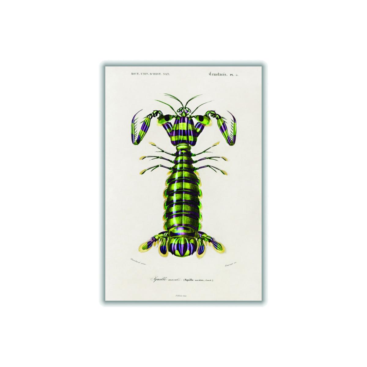 Green Giant Mantis Shrimp Print Extra Large Stanley Print House – image 1
