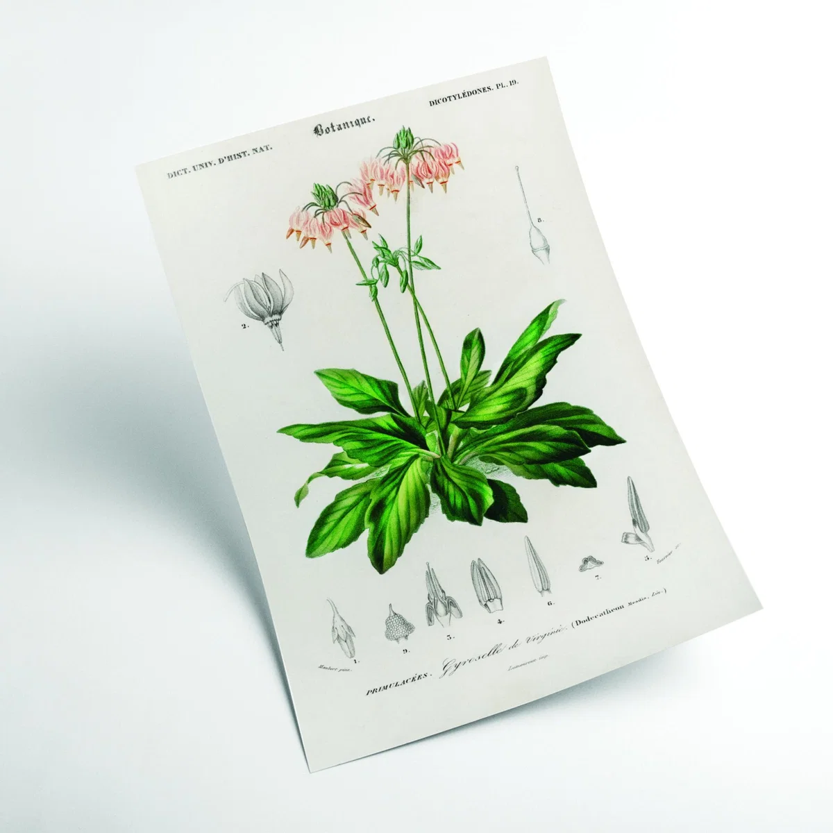 Green Dodecatheon Meadia A1 594 X 841Mm Stanley Print House – image 2