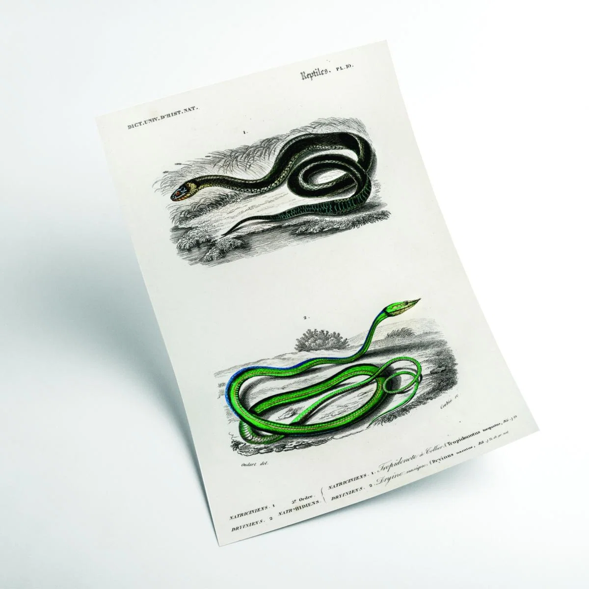 Natural History - Different Types Of Snakes 5 Small Stanley Print House – image 2