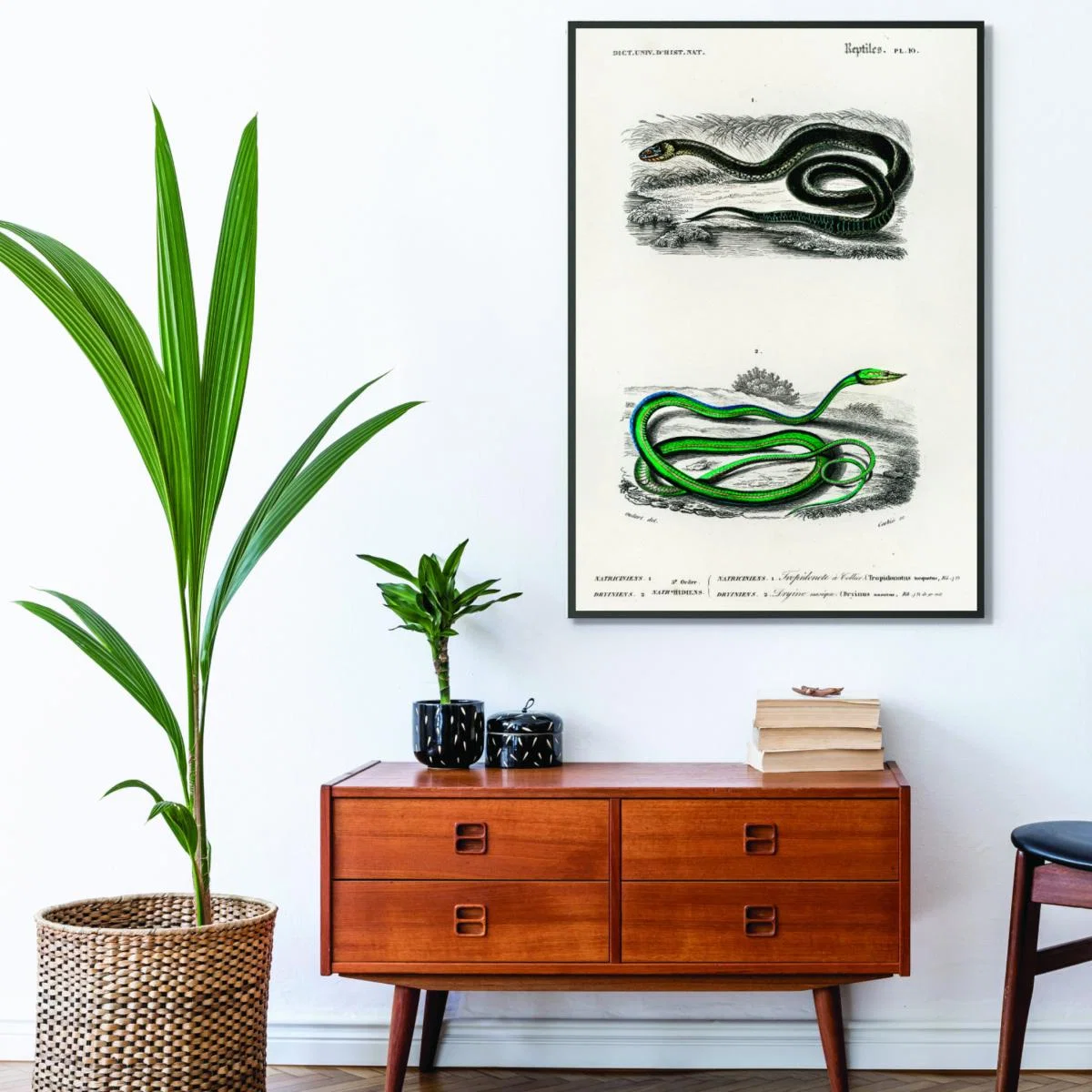 Natural History - Different Types Of Snakes 5 Small Stanley Print House – image 3