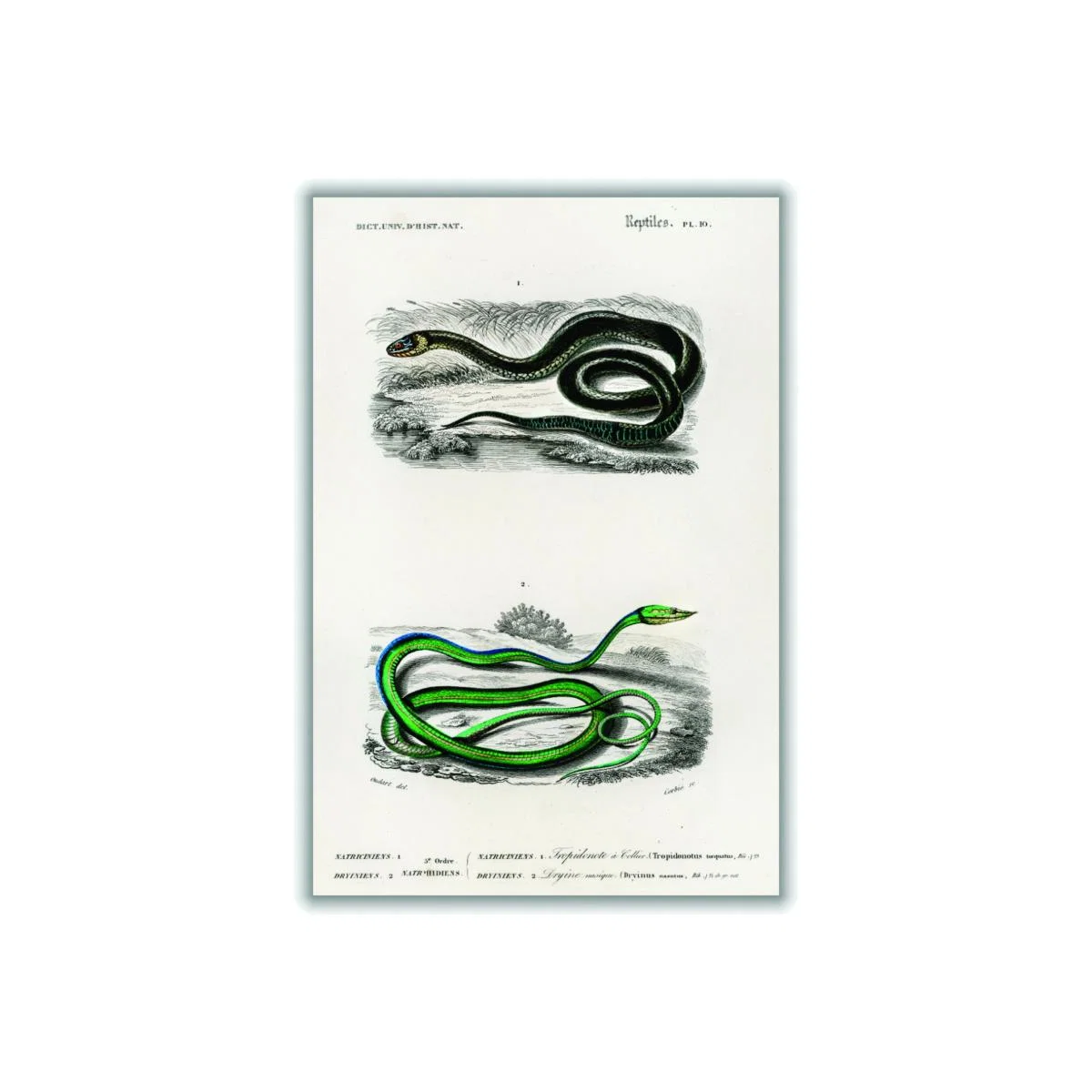 Natural History - Different Types Of Snakes 5 Small Stanley Print House – image 1