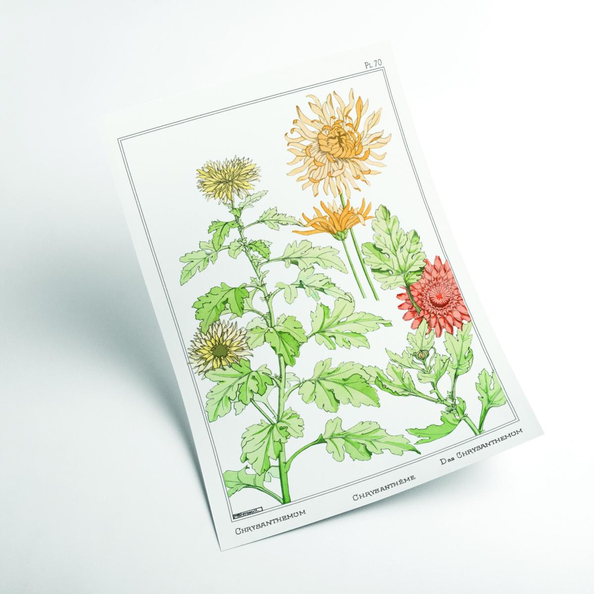Green Chrysanthème Print By Maurice Pillard Verneuil A1 594 X 841Mm Stanley Print House – image 2