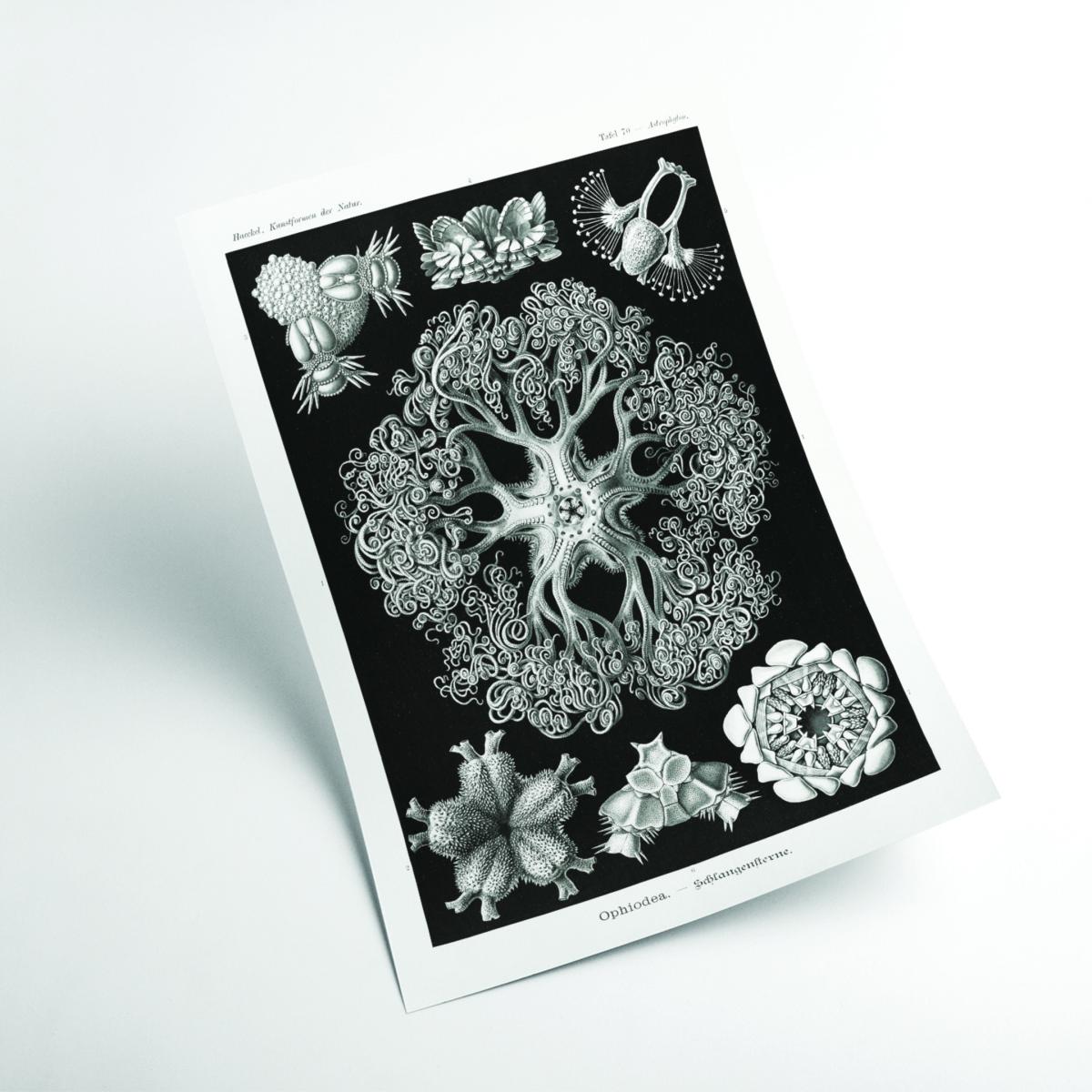 Grey Ophiodea-Schlangensterne I By Ernst Haeckel Medium Stanley Print House – image 2