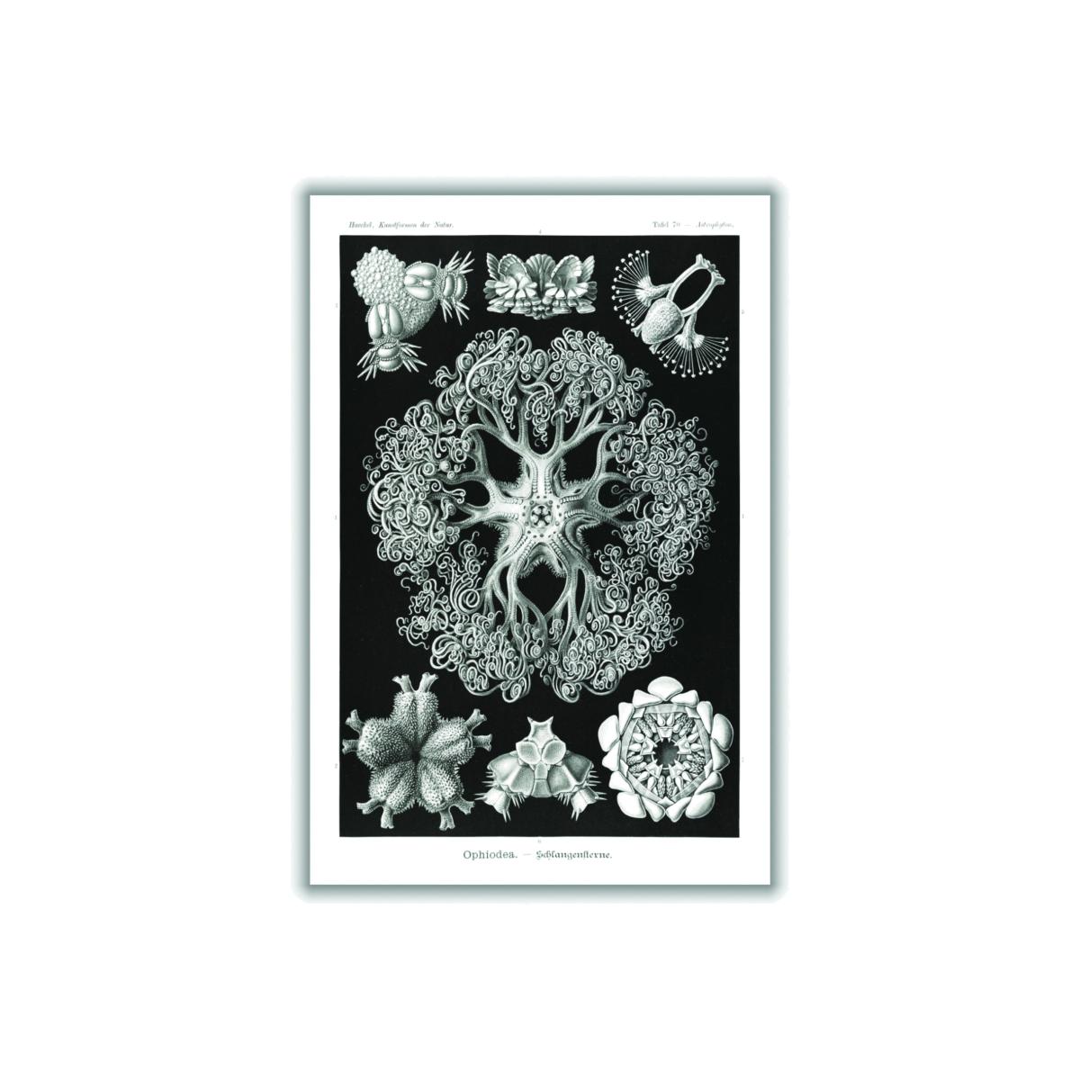 Grey Ophiodea-Schlangensterne I By Ernst Haeckel Medium Stanley Print House – image 1