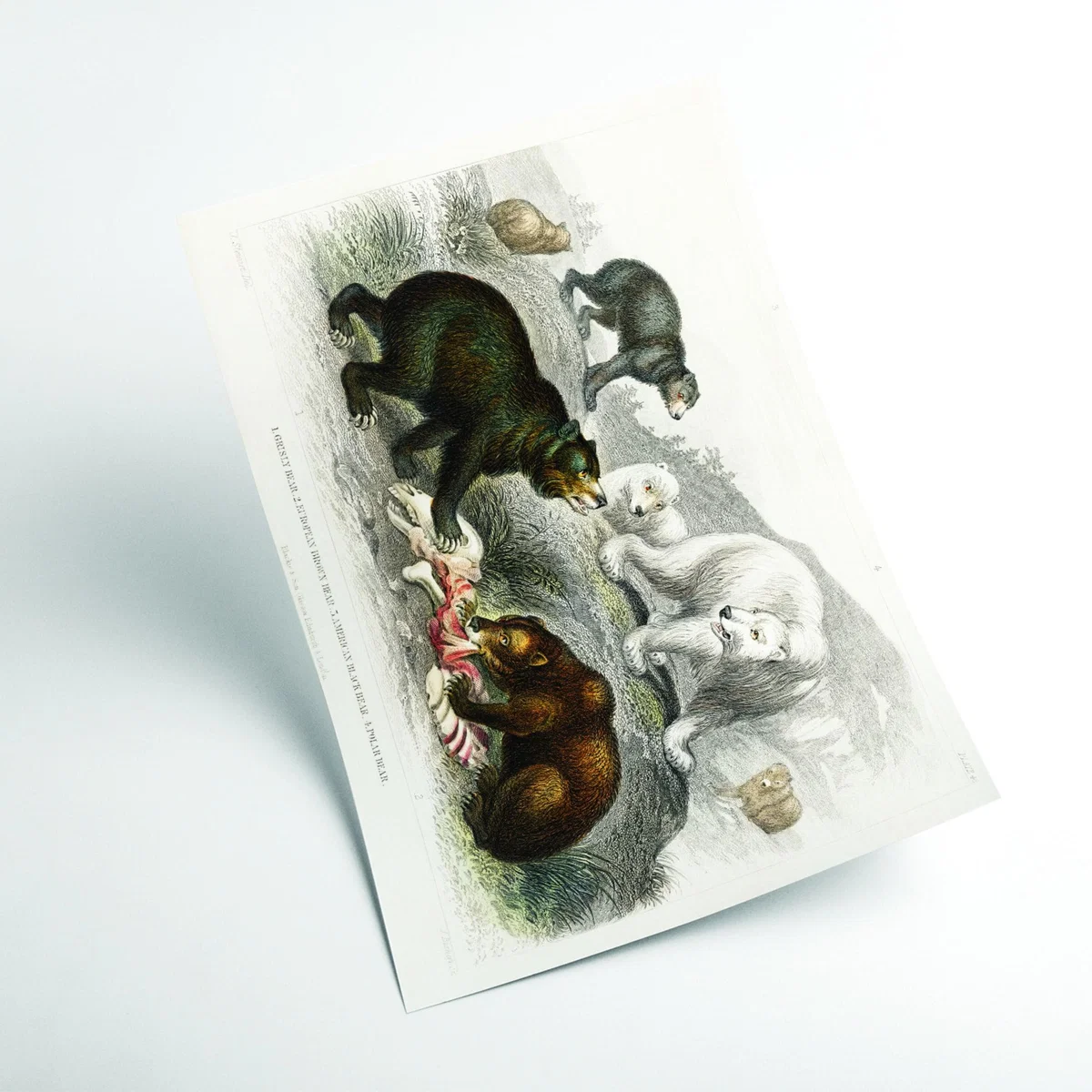 Brown Various Bears Medium Stanley Print House – image 2