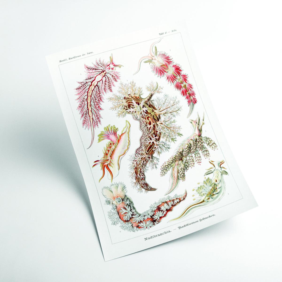 Nudibranchia-Nacktkiemen Schnecken By Ernst Haeckel Medium Stanley Print House – image 2