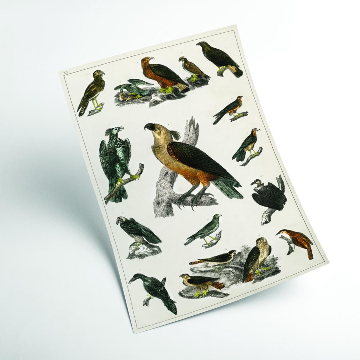 Brown Collection Of Birds Vi Print A2 420 X 594Mm Stanley Print House – image 2