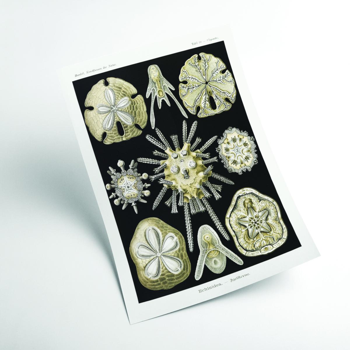 Neutrals Echinidea-Igelsterne Ii By Ernst Haeckel Extra Small Stanley Print House – image 2
