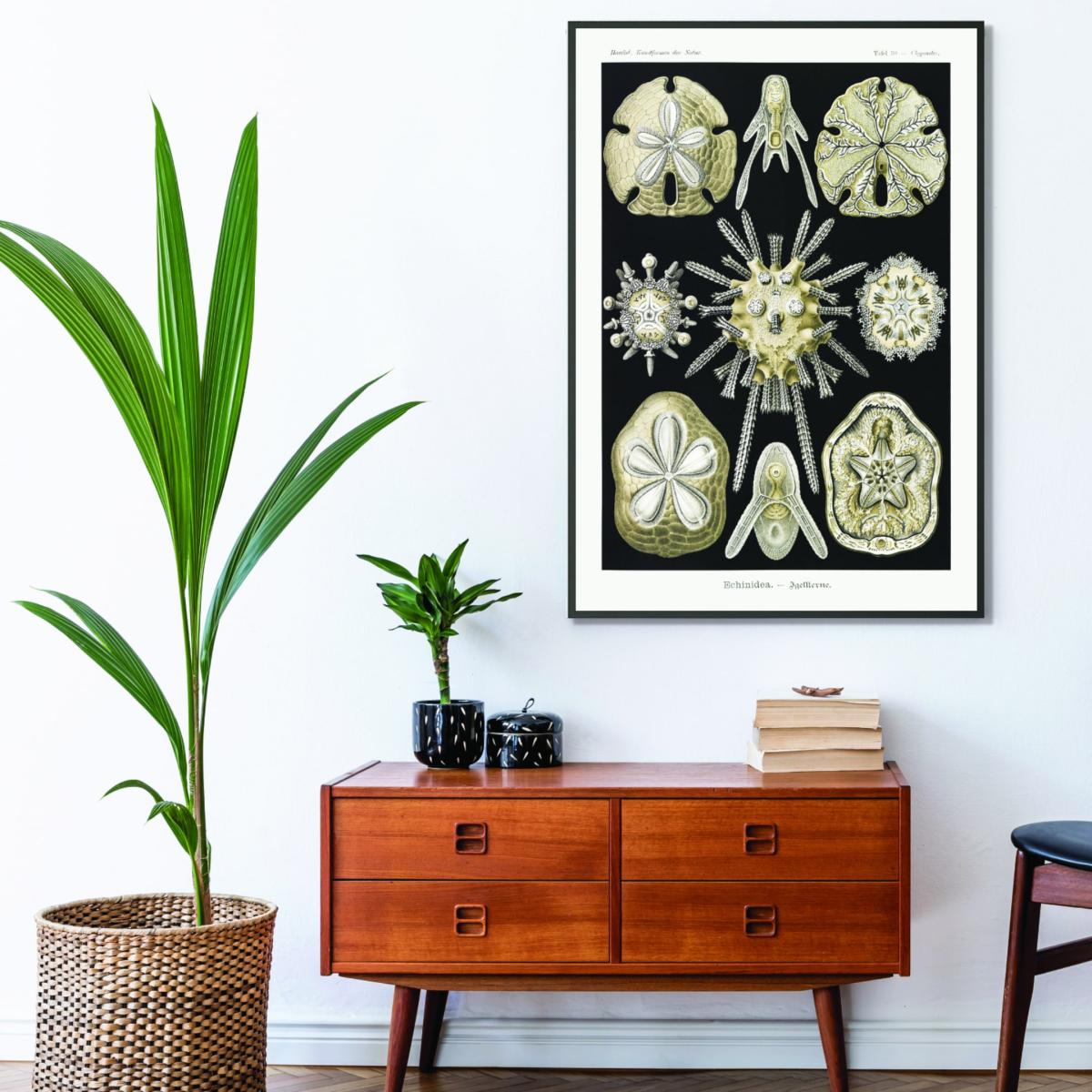 Neutrals Echinidea-Igelsterne Ii By Ernst Haeckel Extra Small Stanley Print House – image 3